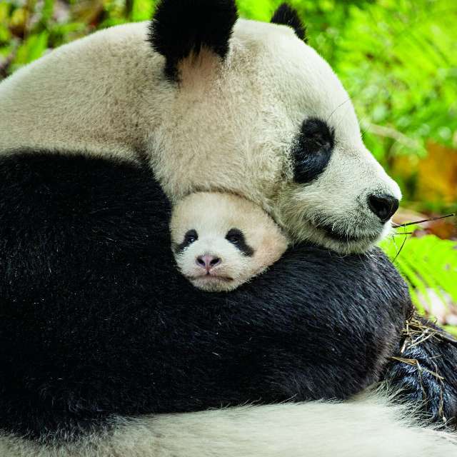长大后，八喜、映雪两只野培大熊猫同时放归自然