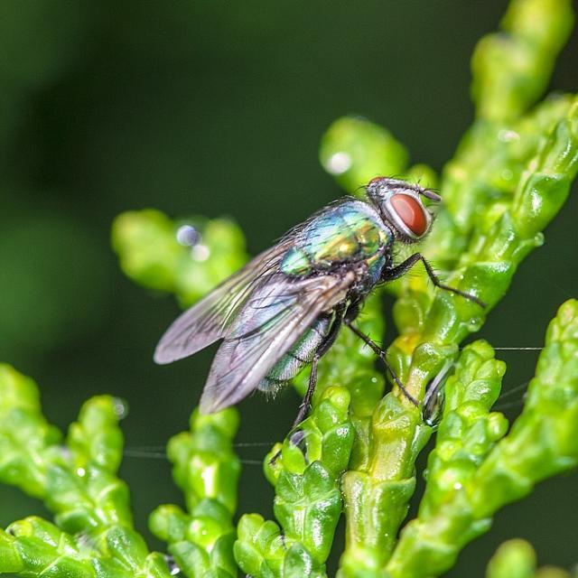 苍蝇的大脑相对简单，但为什么在遇到危险，它们这么能「躲」？
