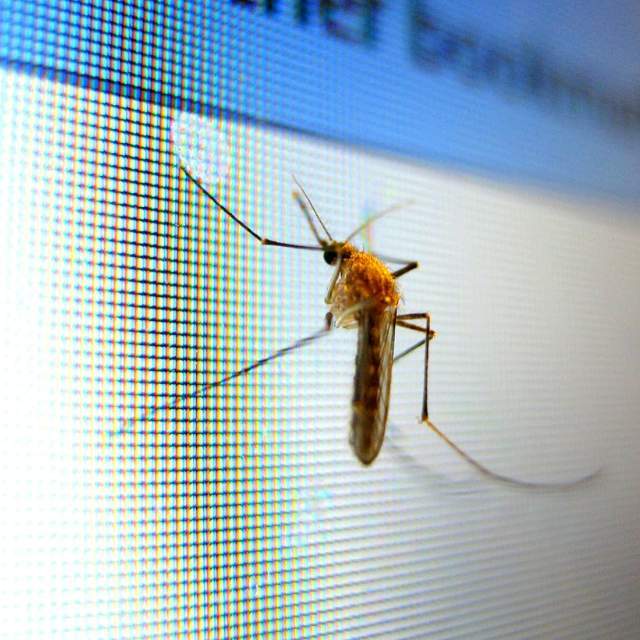 为什么蚊子声音微弱却能让熟睡中的人惊醒？