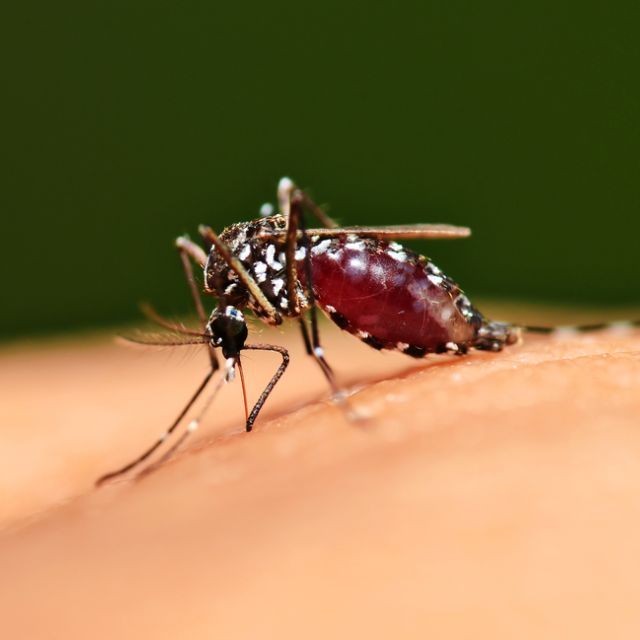 为了搞清楚哪的蚊子最毒，中国研究人员跑非洲抓了几只回来......