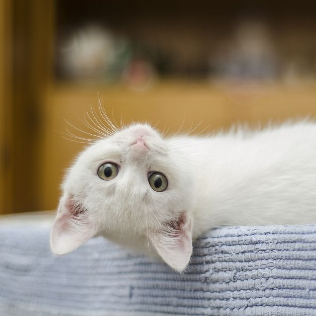 瞎扯 · 如何正确地吐槽