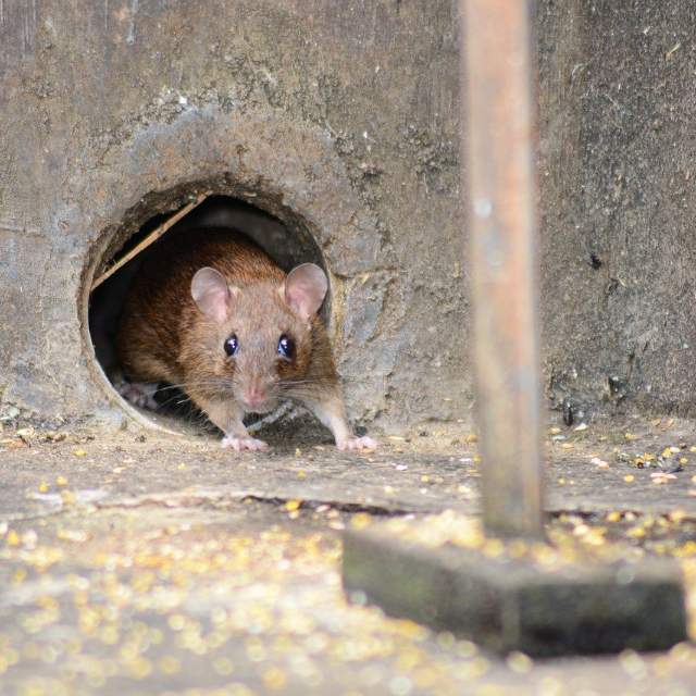 不穷但是喜欢偷东西的人是什么心理？