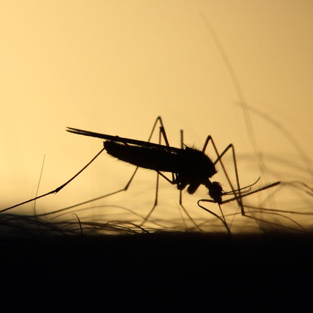 吸过血的蚊子能不能用来进行 DNA 检测? 