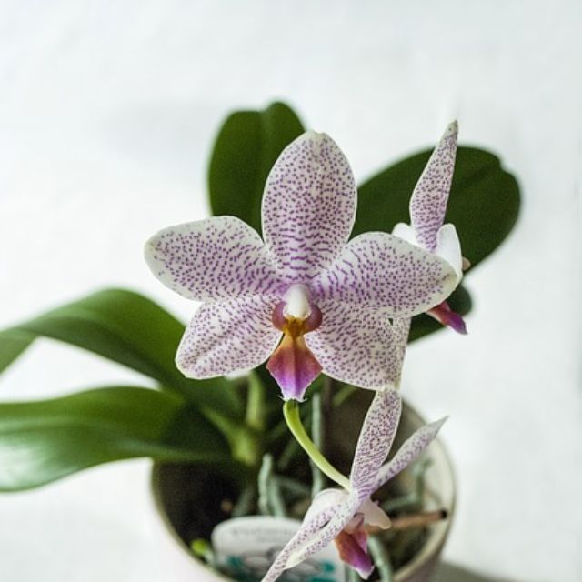 每次过年买回家的花，最后都成了「节后死」植物……