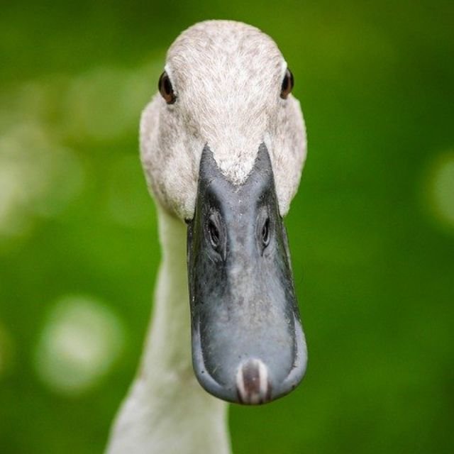 如何区分宠物柯尔鸭和普通鸭？