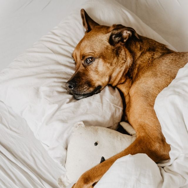 我当然知道早睡觉的好处，可我为什么还要熬夜呢？