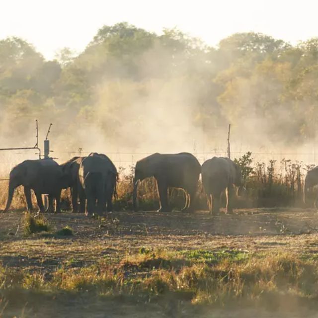 全非洲反盗猎力度最大的国家，出现了超大规模的非洲象盗猎